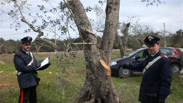 Denunciati per furto e danneggiamento.